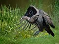 Scavenger ( Condor ) von Fons van Swaal