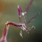 Sceleton shrimp portrait