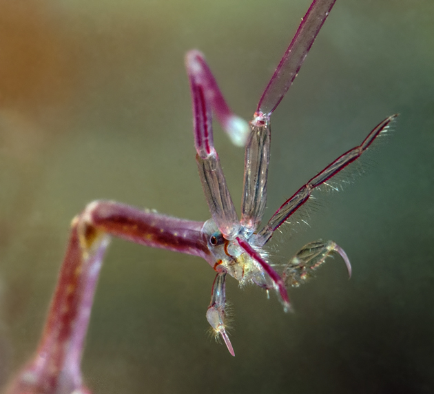 Sceleton shrimp portrait