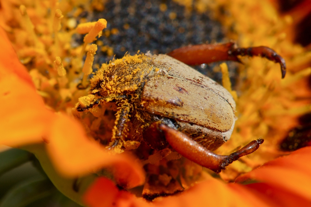 Scelophysa militaris (Monkey Beetle) (2b)