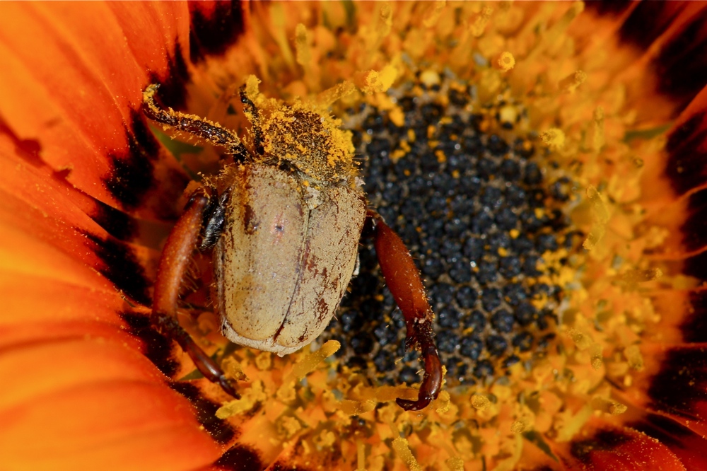 Scelophysa militaris (Monkey Beetle)