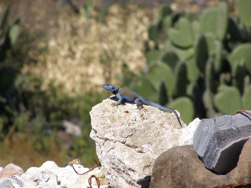 Sceloporus jarrovi