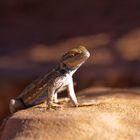 Sceloporus tristichus - Plateau Fence Lizard