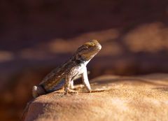 Sceloporus tristichus - Plateau Fence Lizard