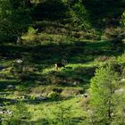 Scenari di Luglio: la radura...