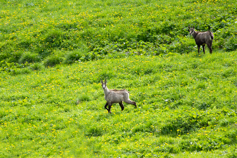 Scenari di maggio in montagna