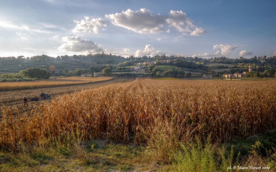 scende in campo...