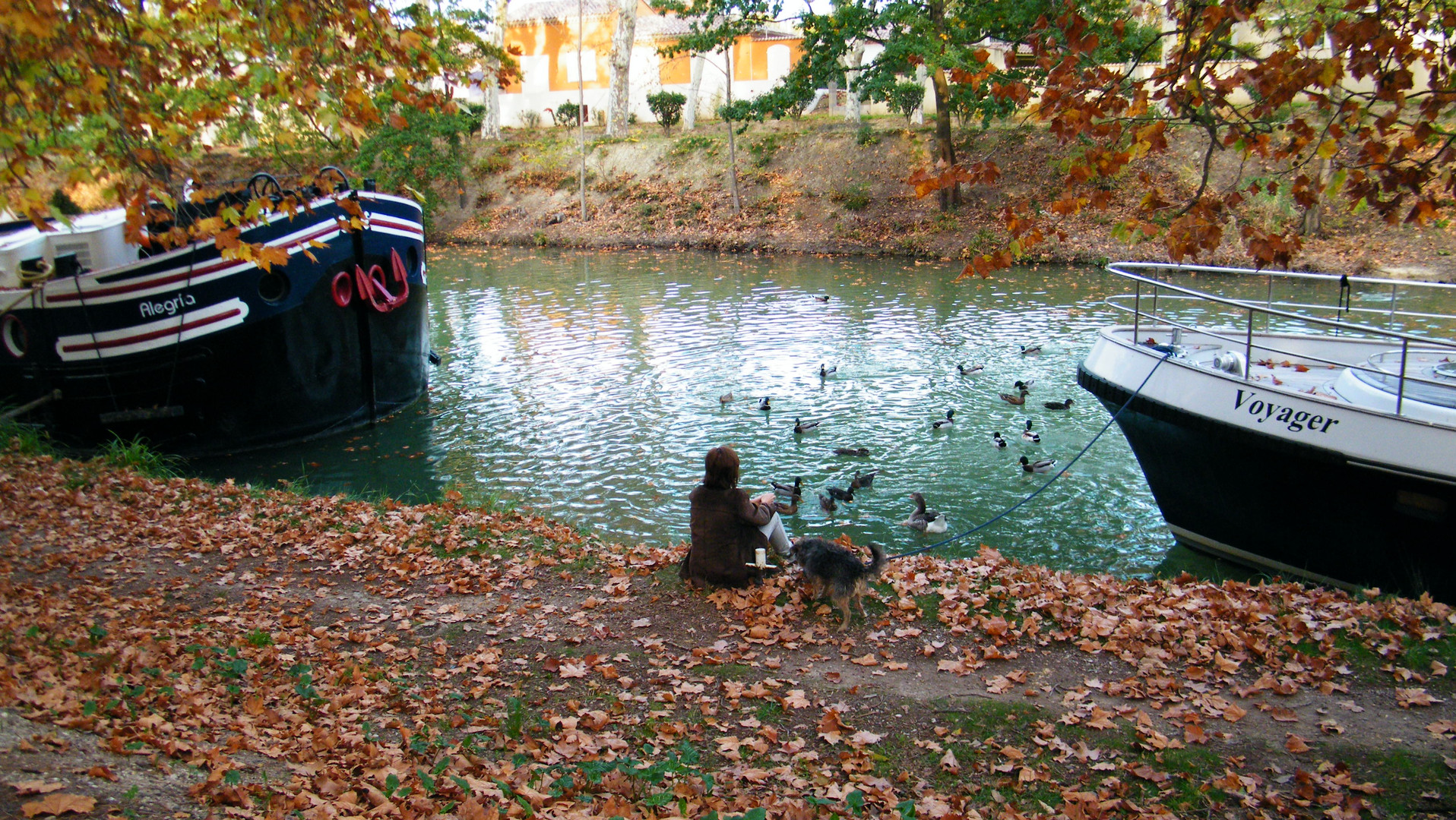 Scéne bucolique au bord du Canal du Midi