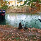 Scéne bucolique au bord du Canal du Midi