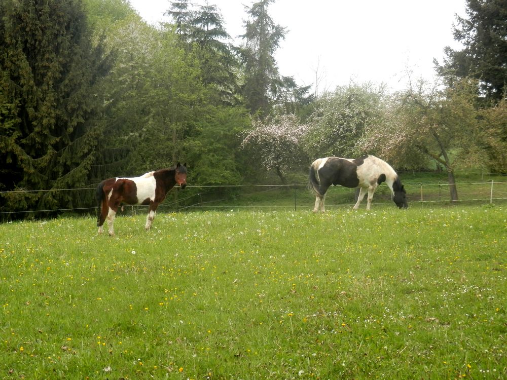 Scéne champêtre