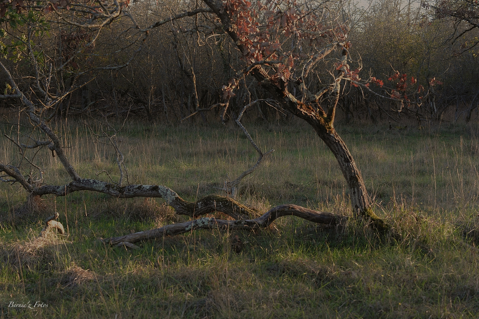 Scène d'automne