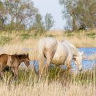 Scène de Camargue 17