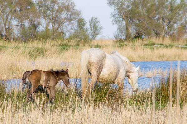 Scène de Camargue 17
