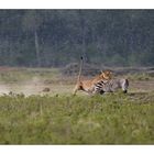 Scène de chasse sous une pluie torrentielle