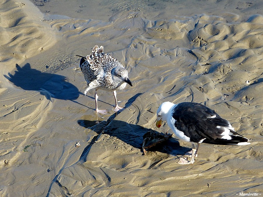 Scène de plage entre goélands