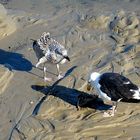 Scène de plage entre goélands