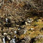 Scène de ru dans les Hautes Pyrénées -- Bächlein in den Pyrenäen