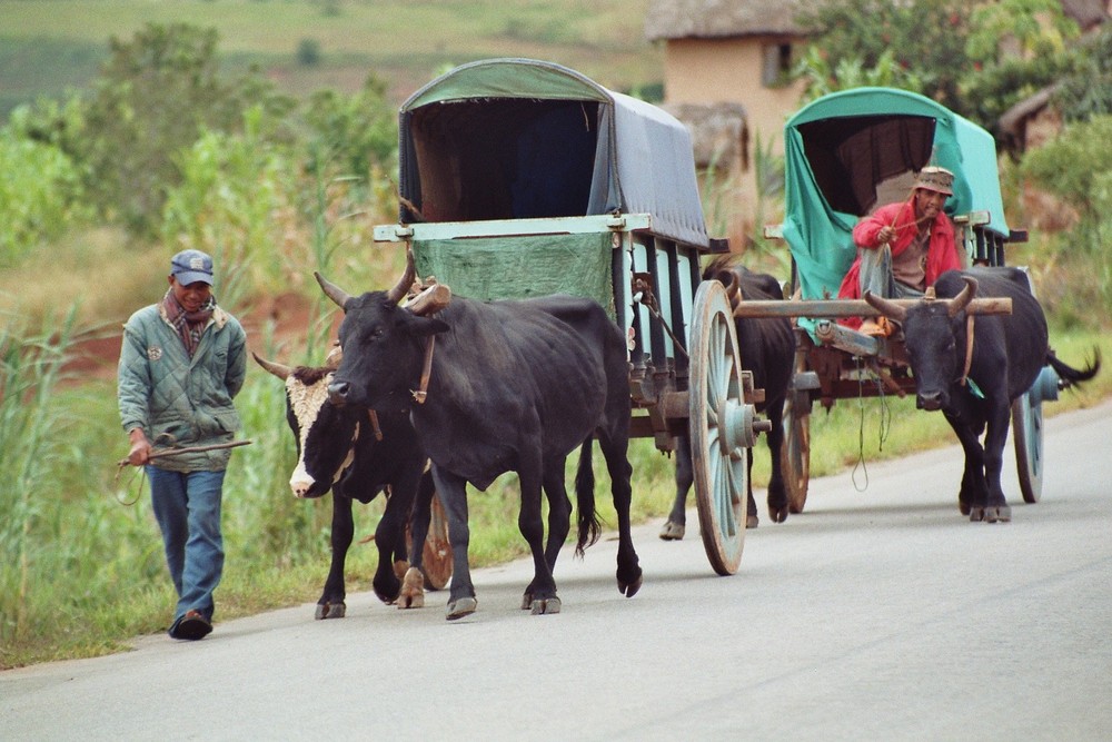 Scène de vie à Madagascar