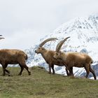 Scene di Aprile in montagna.