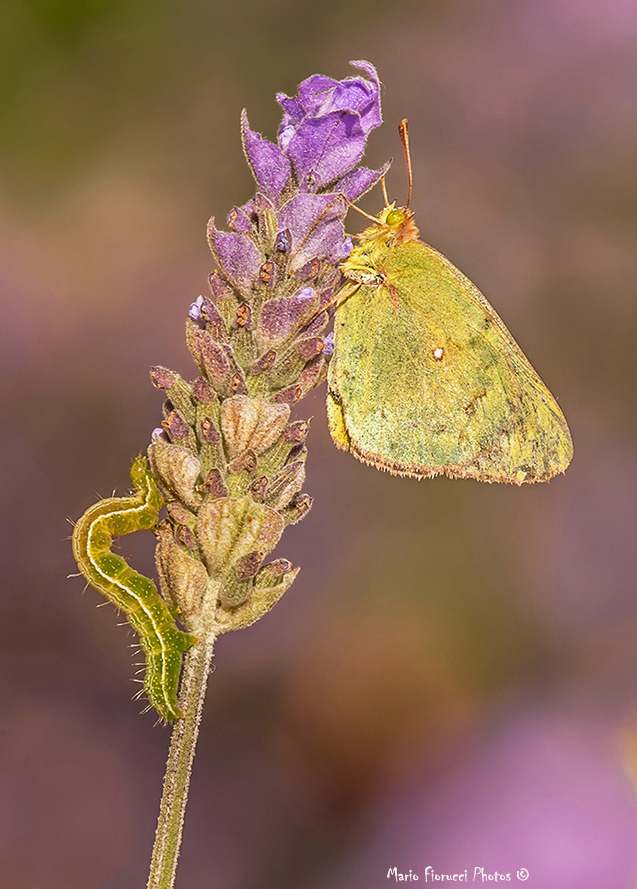 Scene in the garden