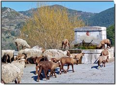 *scène pastorale*