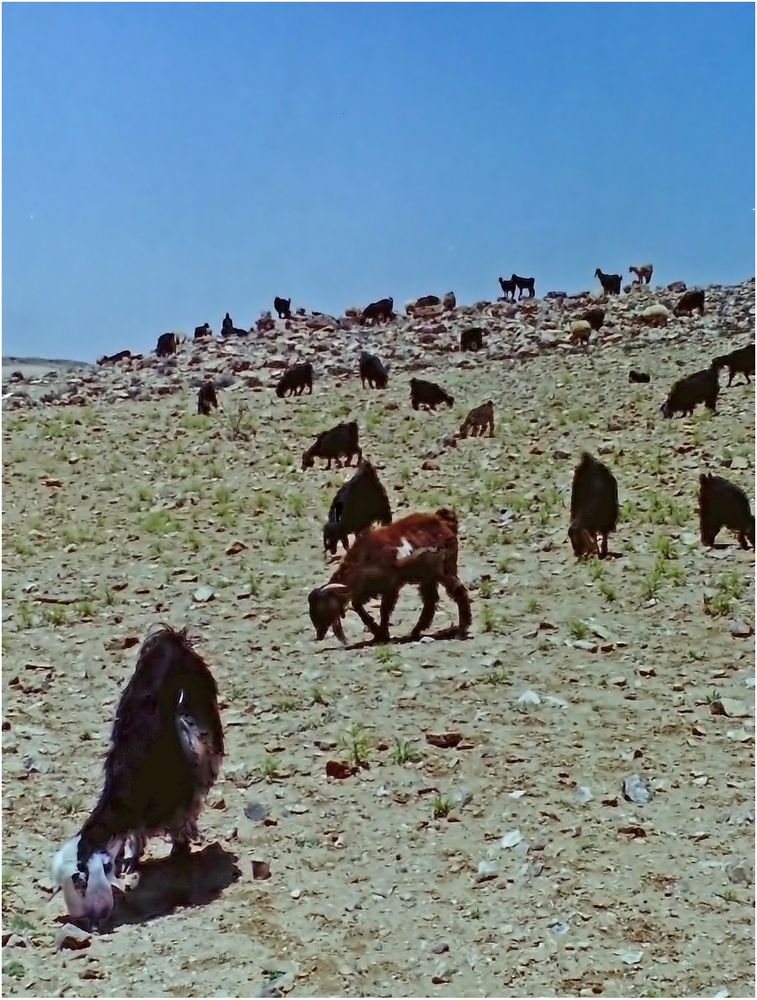 Scène pastorale dans le sud Jordanien