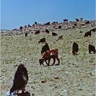 Scène pastorale dans le sud Jordanien