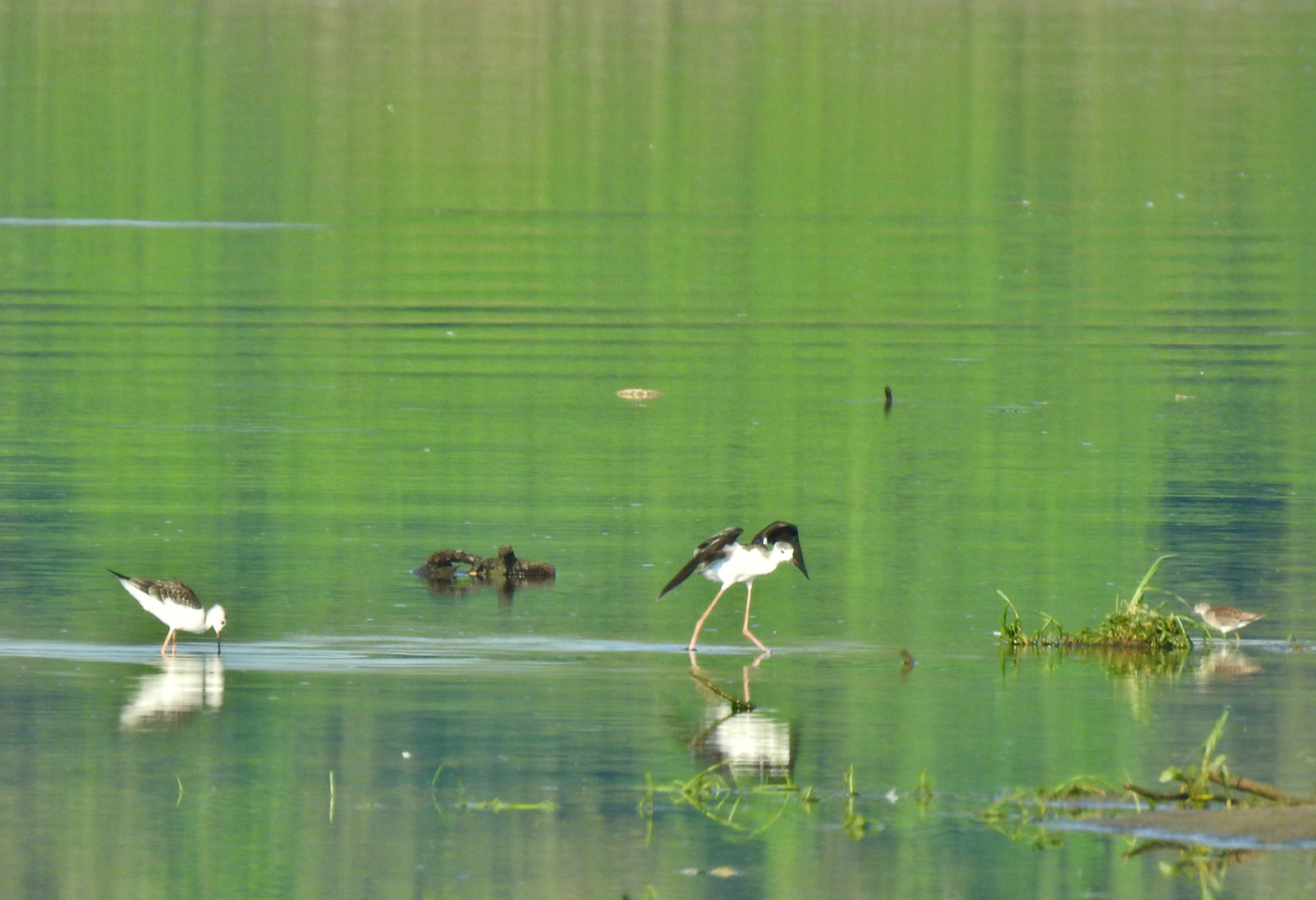 Scene sul fiume Po