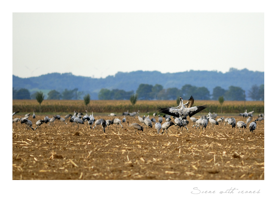 Scene with cranes