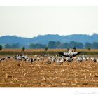 Scene with cranes