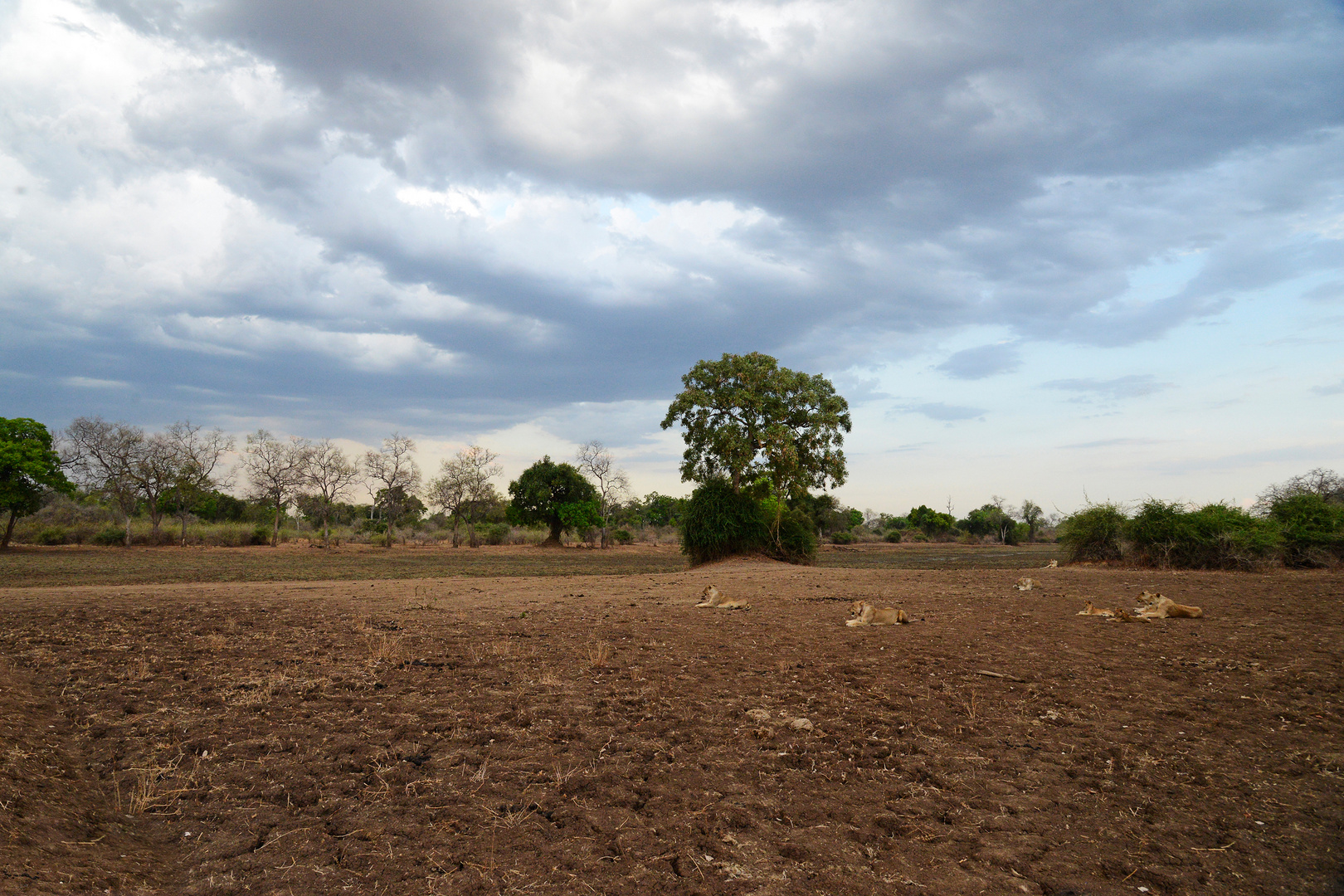 Scenery, with a few lions thrown in