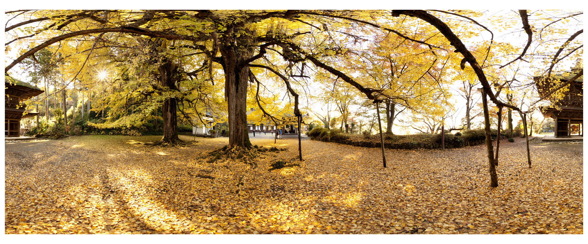 Scenery with a ginkgo tree