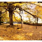 Scenery with a ginkgo tree