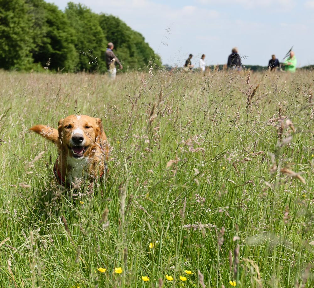 Sch ... Hundeschule