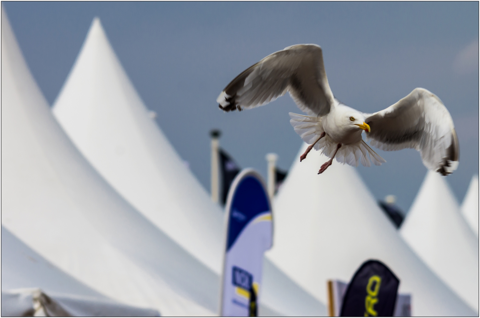 Sch ... Kitesurf Cup und wo soll ich hier landen?