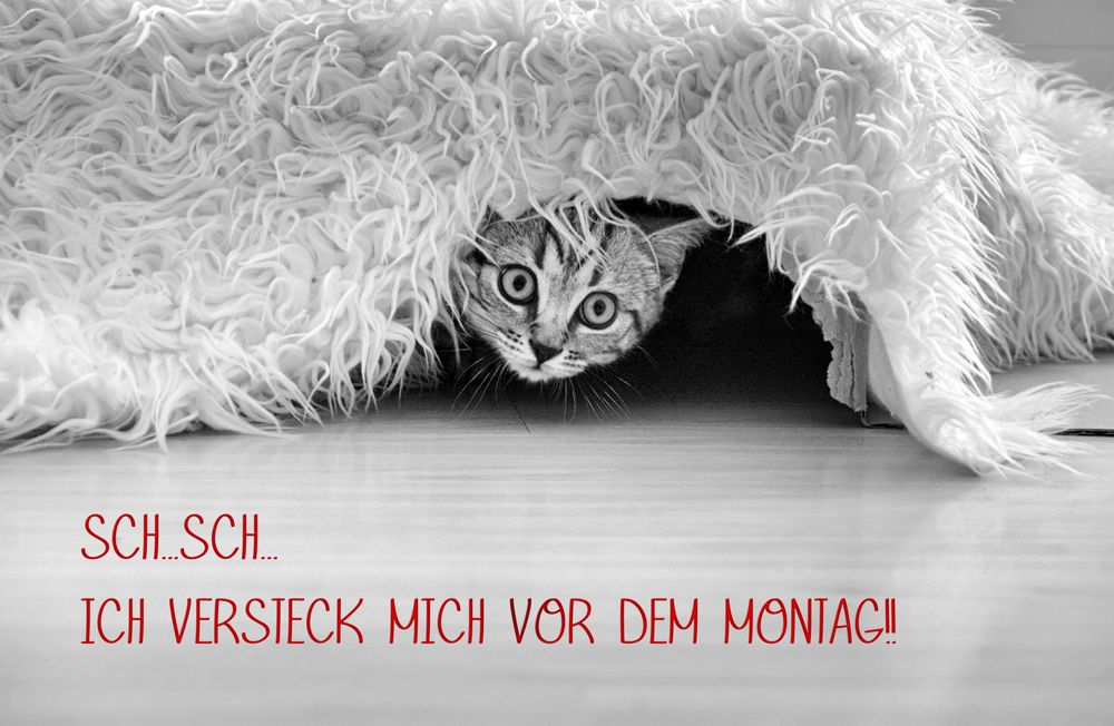 SCH... MONTAG