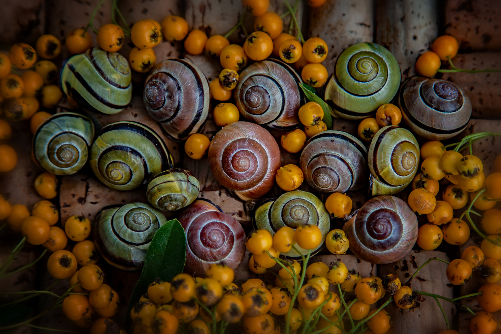 Sch-Sch-Sch (SchöneSchnirkelSchnecken)