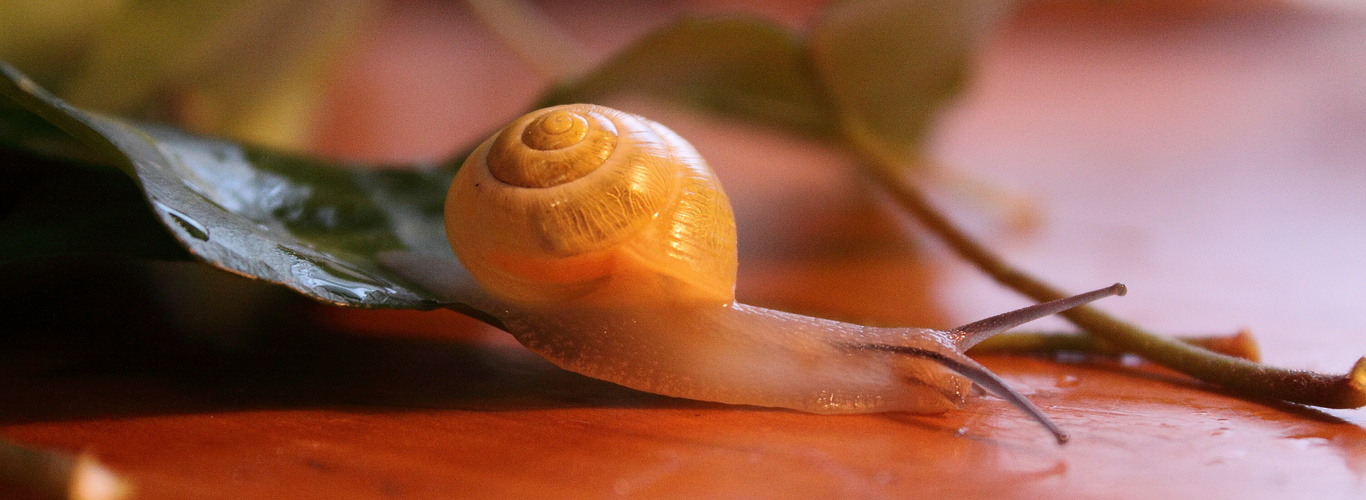 sch sch schöne Schnecke