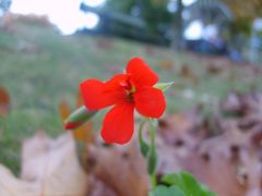 ^ Schaaarfes Blümchen ^