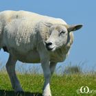 Schaaf in Westerhever beim Leuchtturm