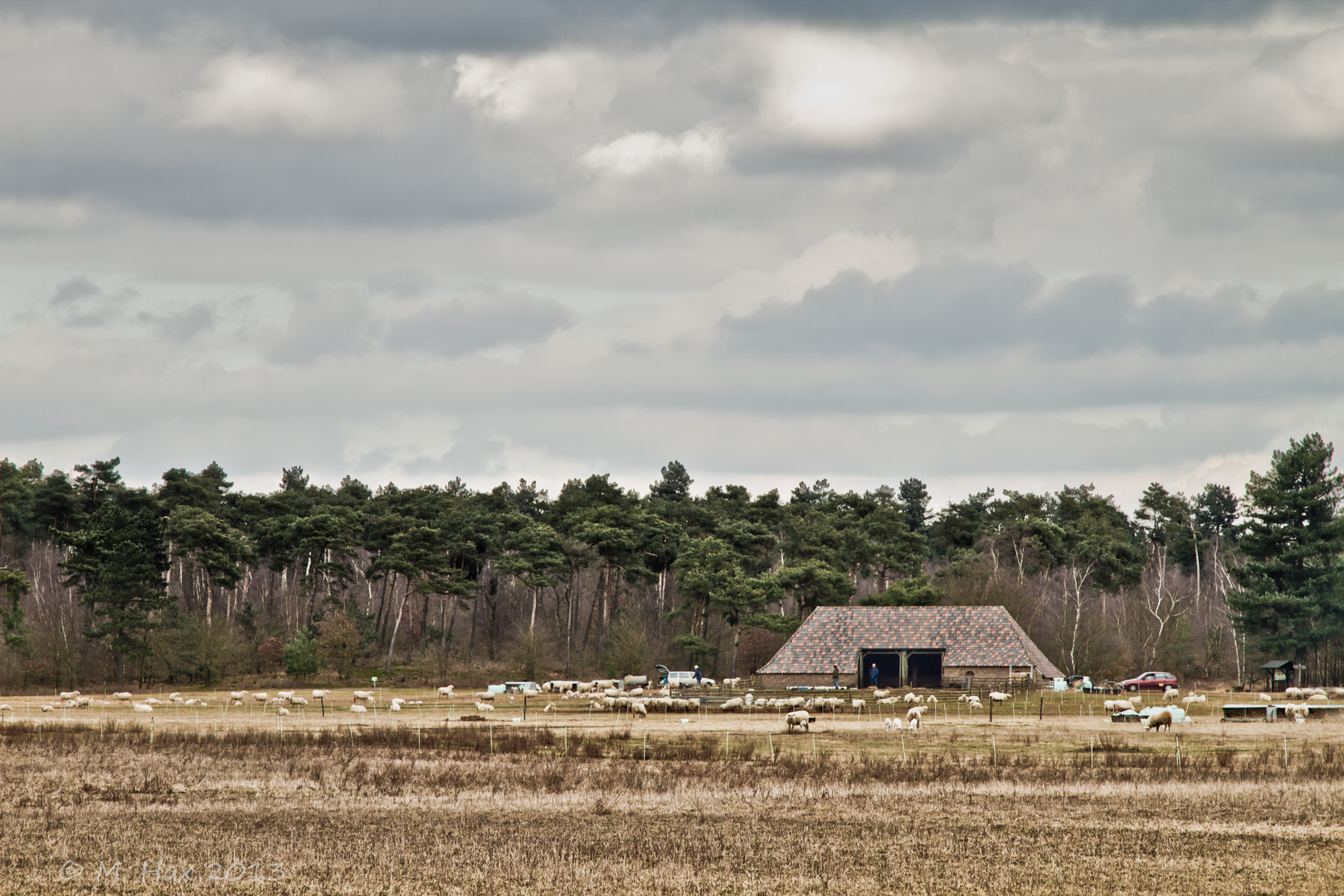 Schaapskooi - De Bergerheide