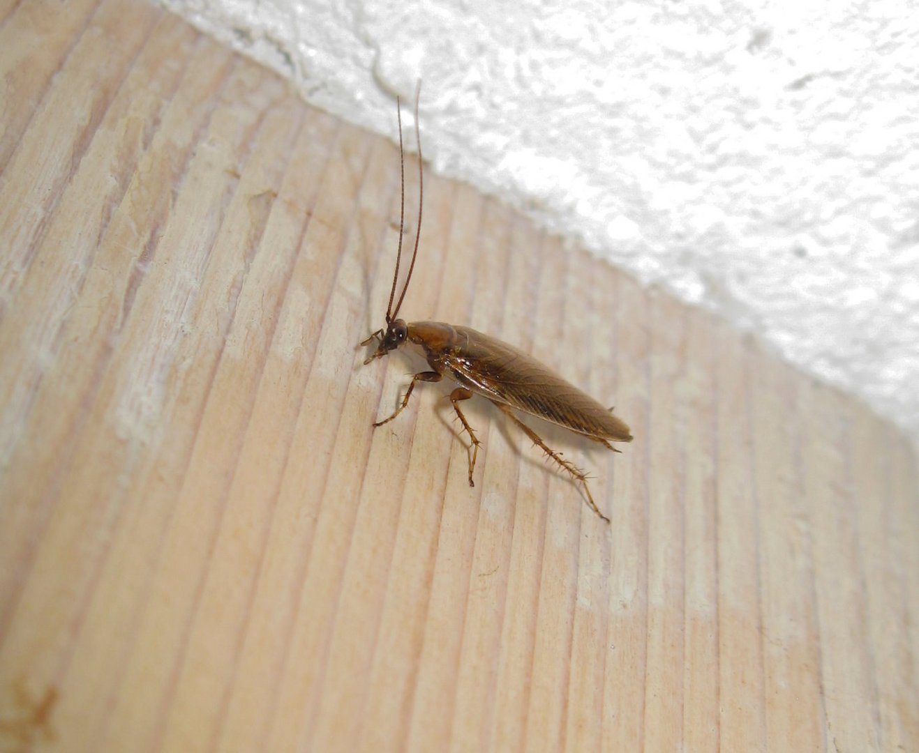 Schabe? Foto & Bild tiere, wildlife, insekten Bilder auf