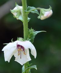 Schabenkraut_100_3759_Verbascum blattaria