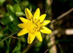 Schabokskraut (Ficaria verna) Feigwurz