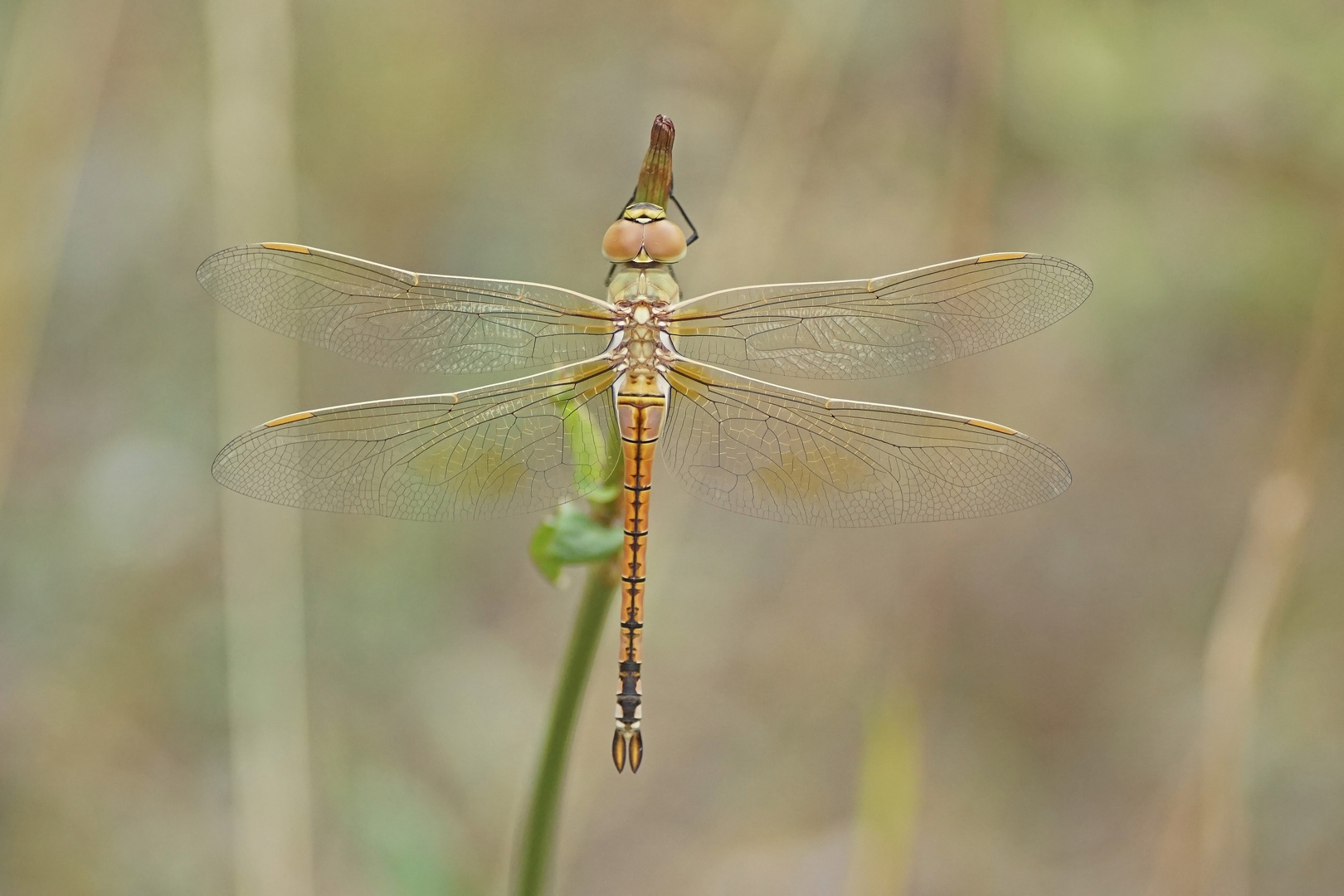 Schabracken-Königslibelle (Anax ephippiger)