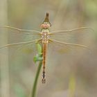 Schabracken-Königslibelle (Anax ephippiger)