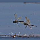 Schabracken Königslibellen im Flug...ND