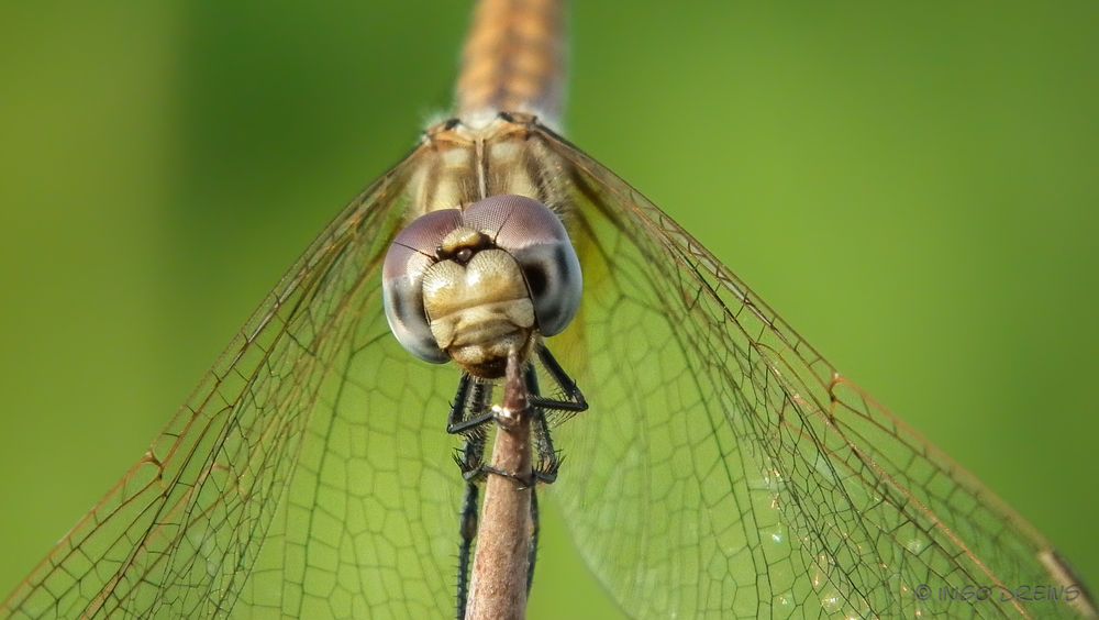 Schabrackenlibelle