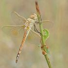 Schabrackenlibelle (Anax ephippiger), Weibchen