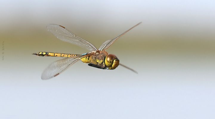 Schabrackenlibelle im Flug...ND